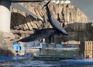 「zerolyst」さんからの投稿写真＠名古屋港水族館