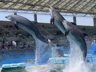 「zerolyst」さんからの投稿写真＠名古屋港水族館