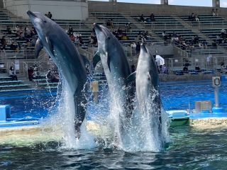 「zerolyst」さんからの投稿写真＠名古屋港水族館