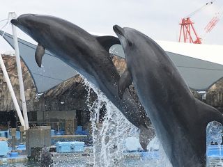 「zerolyst」さんからの投稿写真＠名古屋港水族館