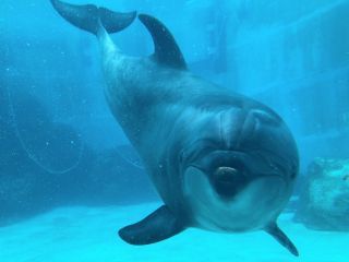 「zerolyst」さんからの投稿写真＠名古屋港水族館