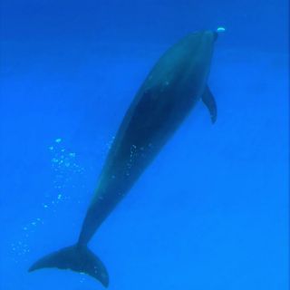 「ひめほたる」さんからの投稿写真＠名古屋港水族館