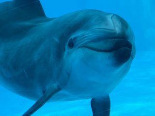 「zerolyst」さんからの投稿写真＠名古屋港水族館