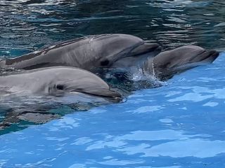 「zerolyst」さんからの投稿写真＠名古屋港水族館