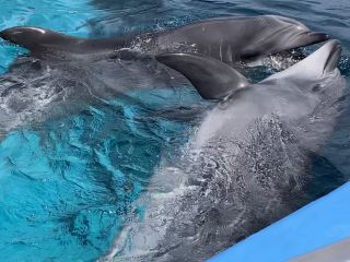 「zerolyst」さんからの投稿写真＠名古屋港水族館