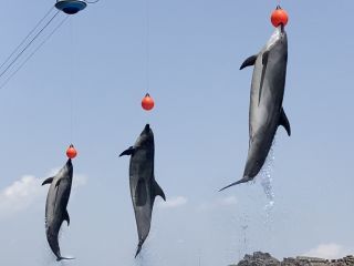 「zerolyst」さんからの投稿写真＠名古屋港水族館