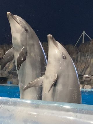 「zerolyst」さんからの投稿写真＠名古屋港水族館