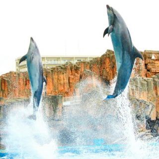 「ひめほたる」さんからの投稿写真＠名古屋港水族館