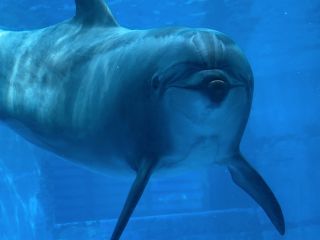 「zerolyst」さんからの投稿写真＠名古屋港水族館