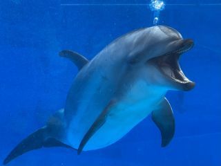 「zerolyst」さんからの投稿写真＠名古屋港水族館