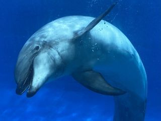 「zerolyst」さんからの投稿写真＠名古屋港水族館