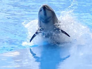 「zerolyst」さんからの投稿写真＠名古屋港水族館