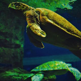 「ひめほたる」さんからの投稿写真＠名古屋港水族館