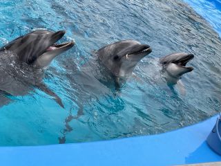 「zerolyst」さんからの投稿写真＠名古屋港水族館