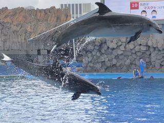 「zerolyst」さんからの投稿写真＠名古屋港水族館