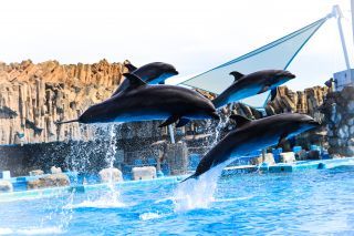 「ぐり」さんからの投稿写真＠名古屋港水族館