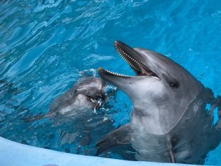 「zerolyst」さんからの投稿写真＠名古屋港水族館