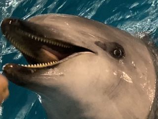 「zerolyst」さんからの投稿写真＠名古屋港水族館