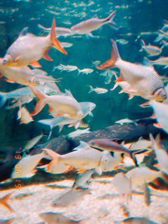「まりん」さんからの投稿写真＠世界淡水魚園水族館 アクア・トト ぎふ
