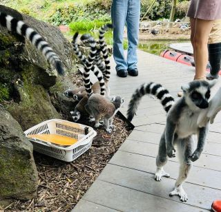 「ひとりーな」さんからの投稿写真＠伊豆シャボテン動物公園