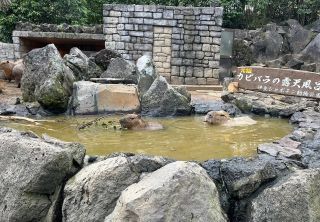 「ひとりーな」さんからの投稿写真＠伊豆シャボテン動物公園