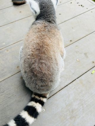 「ひとりーな」さんからの投稿写真＠伊豆シャボテン動物公園