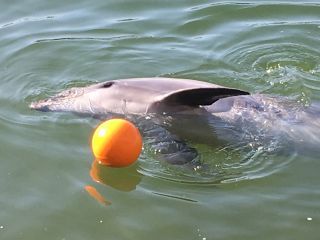 「zeroly」さんからの投稿写真＠イルカ島