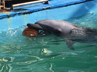 「zeroly」さんからの投稿写真＠イルカ島