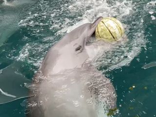 「zerolyst」さんからの投稿写真＠鳥羽湾めぐりとイルカ島