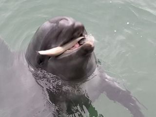 「zerolyst」さんからの投稿写真＠鳥羽湾めぐりとイルカ島