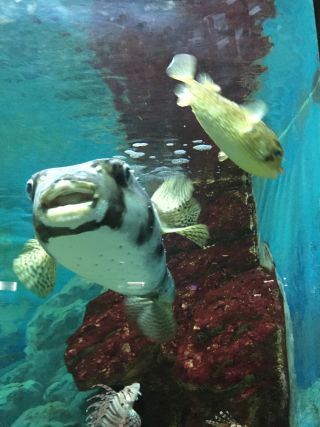 「ペコ2234」さんからの投稿写真＠神戸市立須磨海浜水族園