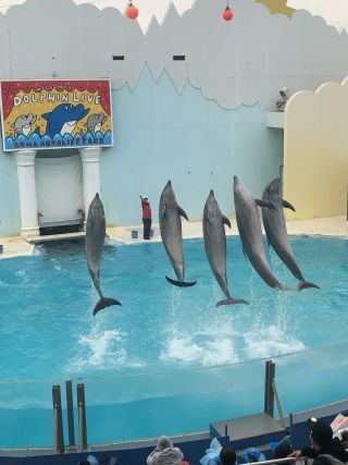 「真珠」さんからの投稿写真＠神戸市立須磨海浜水族園
