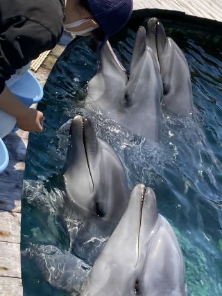 「zerolyst」さんからの投稿写真＠神戸市立須磨海浜水族園