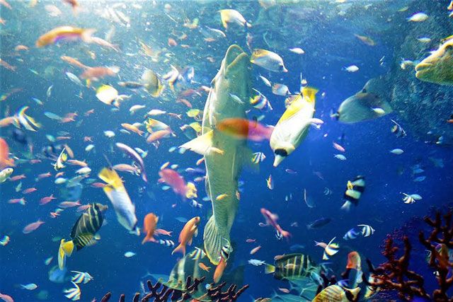 マリホ水族館の投稿写真 動物園 水族館特集