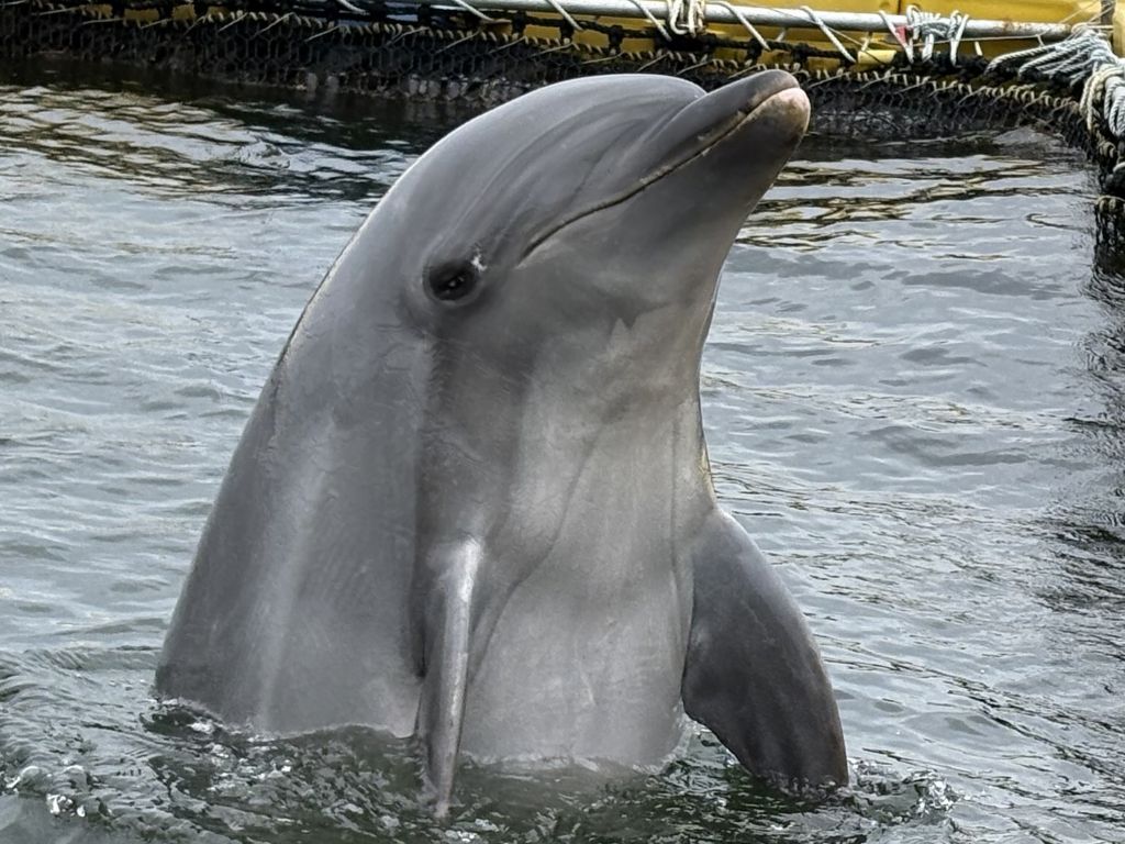 南知多ビーチランド 営業時間、料金、地図・アクセス情報｜動物園