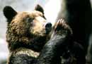 のぼりべつクマ牧場の写真