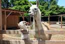 宝登山小動物公園の写真