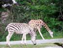 天王寺動物園の写真
