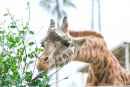 宮崎市フェニックス自然動物園の写真