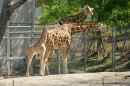 いしかわ動物園の写真