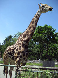 円山動物園の写真