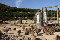 銚子渓自然動物園おさるの国の写真