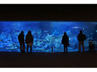 マリーンパレス水族館「うみたまご」の写真
