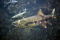 Salmon Hometown Chitose Aquarium