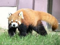 アドベンチャーワールドの写真