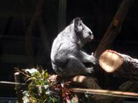 こども動物自然公園のコアラ
