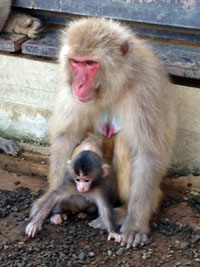 Taman Monyet dan Kebun Tanaman Liar Gunung Takao