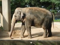 茶臼山動物園の写真