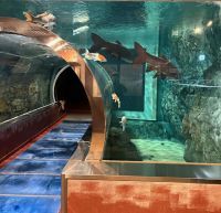 道の駅 みなかみ水紀行館 水産学習館の写真