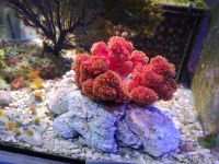 のもざきの小さな水族館 サンゴ礁の家の写真